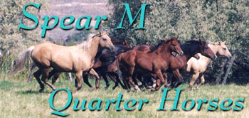 Breeding Legendary Quarter Horse Bloodlines since 1941
